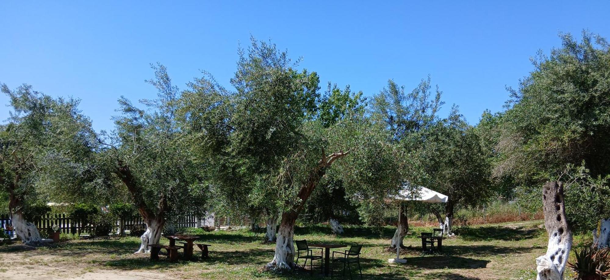 Olive House Bed & Breakfast Marathias  Exterior photo